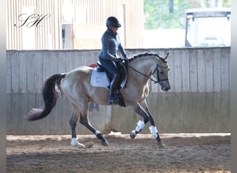 German Riding Horse, Gelding, 10 years, 15.2 hh, Buckskin
