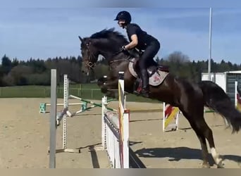 German Riding Horse, Gelding, 10 years, 15 hh, Chestnut
