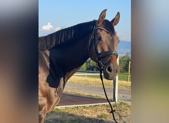 German Riding Horse, Gelding, 10 years, 16,1 hh, Bay-Dark