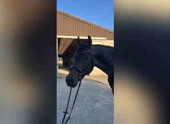 German Riding Horse, Gelding, 10 years, 16,1 hh, Bay-Dark