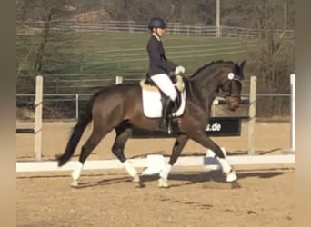 German Riding Horse, Gelding, 10 years, 16,1 hh, Bay-Dark