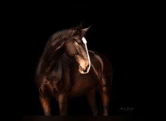 German Riding Horse, Gelding, 10 years, 16.2 hh, Bay-Dark