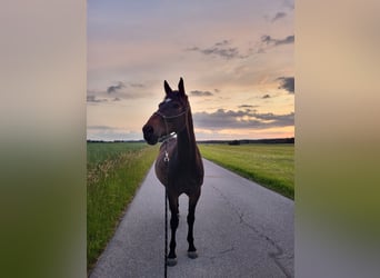 German Riding Horse, Gelding, 10 years, 16.2 hh, Brown