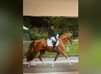 German Riding Horse, Gelding, 10 years, 16.2 hh, Chestnut-Red