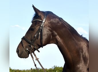 German Riding Horse, Gelding, 10 years, 16.2 hh, Smoky-Black