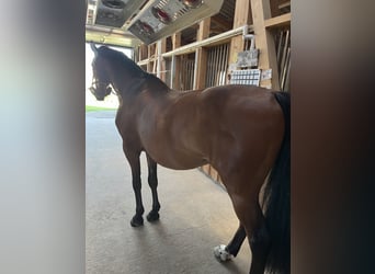 German Riding Horse, Gelding, 10 years, 16 hh, Brown