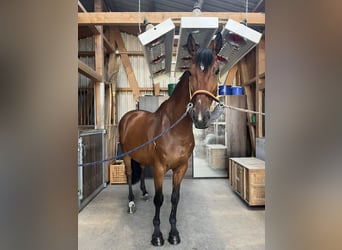 German Riding Horse, Gelding, 10 years, 16 hh, Brown