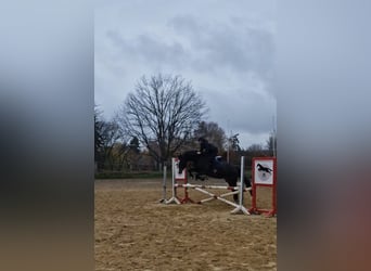 German Riding Horse, Gelding, 10 years, 16,2 hh, Bay-Dark