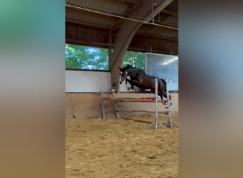 German Riding Horse, Gelding, 10 years, 16,2 hh, Bay-Dark