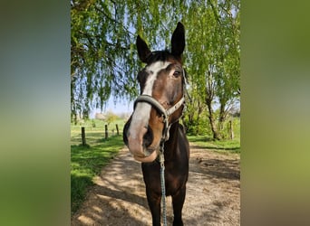 German Riding Horse, Gelding, 10 years, 16,2 hh, Bay-Dark