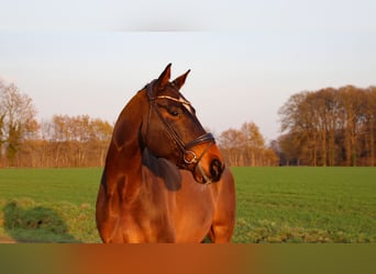 German Riding Horse, Gelding, 10 years, 17.3 hh, Brown