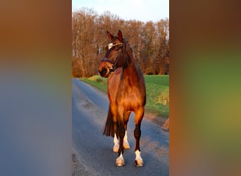 German Riding Horse, Gelding, 10 years, 17.3 hh, Brown
