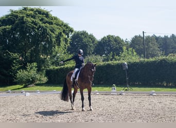 German Riding Horse, Gelding, 10 years, 17.3 hh, Brown