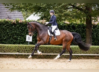 German Riding Horse, Gelding, 10 years, 17.3 hh, Brown