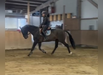 German Riding Horse, Gelding, 10 years, 17 hh, Bay-Dark