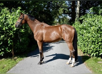 German Riding Horse, Gelding, 10 years, 17 hh, Brown