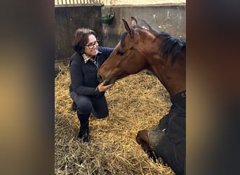 German Riding Horse, Gelding, 10 years, 17 hh, Brown
