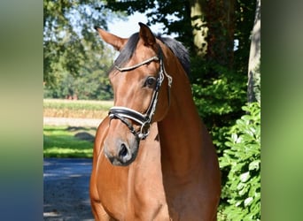 German Riding Horse, Gelding, 10 years, 17 hh, Brown