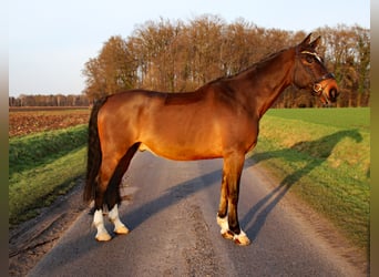 German Riding Horse, Gelding, 10 years, 17,3 hh, Brown