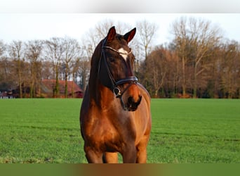German Riding Horse, Gelding, 10 years, 17,3 hh, Brown