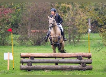 German Riding Horse, Gelding, 11 years, 15.2 hh, Buckskin