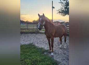 German Riding Horse, Gelding, 11 years, 15.2 hh, Chestnut-Red