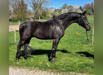 German Riding Horse, Gelding, 11 years, 15.3 hh, Black