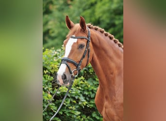 German Riding Horse, Gelding, 11 years, 16.1 hh, Chestnut-Red