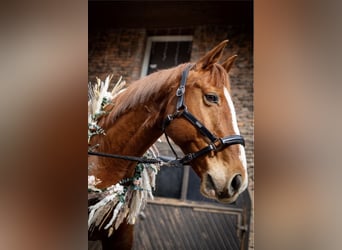 German Riding Horse, Gelding, 11 years, 16.1 hh, Chestnut-Red