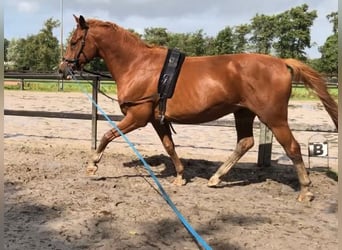 German Riding Horse, Gelding, 11 years, 16.1 hh, Chestnut-Red