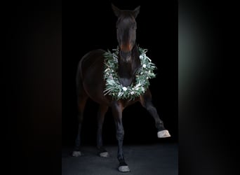 German Riding Horse Mix, Gelding, 11 years, 16,1 hh, Bay-Dark