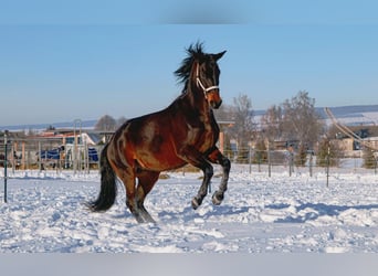 German Riding Horse Mix, Gelding, 11 years, 16,1 hh, Bay-Dark