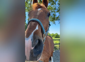 German Riding Horse, Gelding, 11 years, 16,1 hh, Chestnut-Red