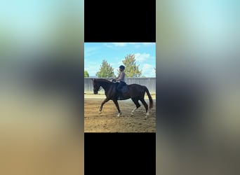 German Riding Horse, Gelding, 11 years, 17.3 hh, Chestnut-Red