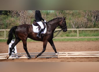 German Riding Horse, Gelding, 11 years, 17 hh, Black