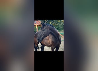 German Riding Horse, Gelding, 11 years, 17 hh, Black