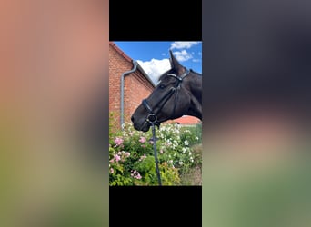 German Riding Horse, Gelding, 11 years, 17 hh, Black