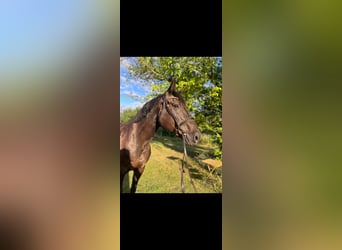 German Riding Horse, Gelding, 11 years, 17 hh, Black