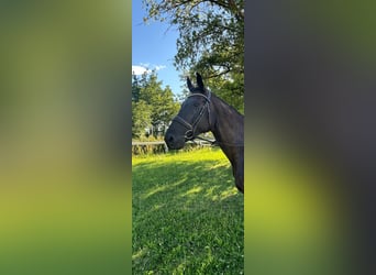 German Riding Horse, Gelding, 11 years, 17 hh, Black