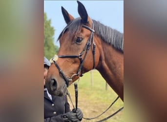 German Riding Horse, Gelding, 11 years, 17 hh, Brown