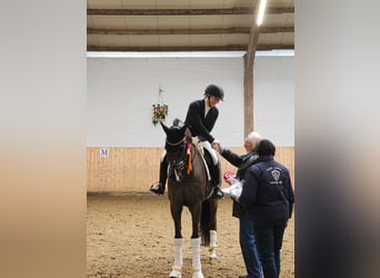 German Riding Horse, Gelding, 11 years, 17 hh, Smoky-Black