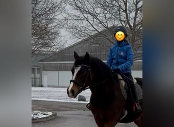 German Riding Horse, Gelding, 12 years, 14,2 hh, Brown