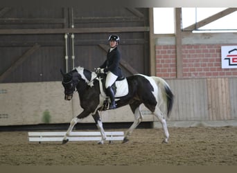 German Riding Horse Mix, Gelding, 12 years, 16.1 hh, Pinto