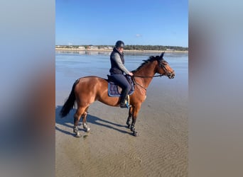 German Riding Horse, Gelding, 12 years, 16,2 hh, Brown