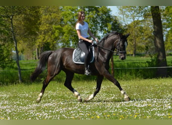 German Riding Horse, Gelding, 12 years, 16.2 hh, Smoky-Black