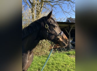 German Riding Horse, Gelding, 12 years, 16 hh, Bay-Dark