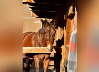 German Riding Horse, Gelding, 12 years, 17.2 hh, Brown