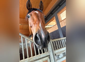 German Riding Horse, Gelding, 12 years, 17 hh, Brown