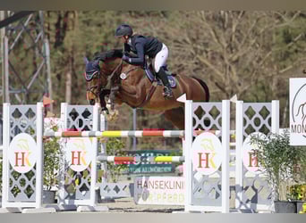 German Riding Horse, Gelding, 12 years, 17 hh, Brown