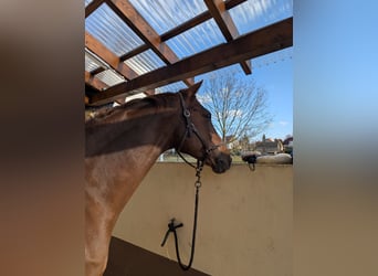 German Riding Horse, Gelding, 12 years, 17 hh, Chestnut-Red